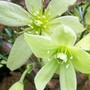 Clematis 'Pixie' close up (Clematis 'pixie')