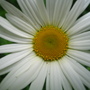 Ox-eye daisy (Leucanthemum vulgare)