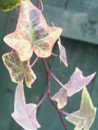 varigated trailing ivy 