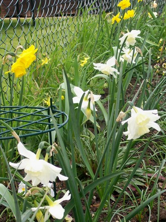 late daffs