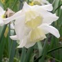 Ice Wings  (Narcissus 'Ice Wings')