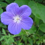 Geranium_orion