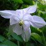 Aquilegia (Aquilegia vulgaris (Columbine))