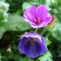 Dilys and Neptune (Geranium 'Dilys' and Geranium 'Neptune')
