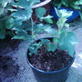New plant cut down to first buds now making new growth ( Ribes nigrum i)