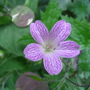 Geranium_oxonianum_lacetime