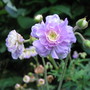 Geranium pratense Summer Skies (Geranium pratense 'Summer Skies')