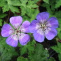 Geranium_sweet_heidi_2