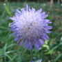 Field Scabious (Knautia arvensis)