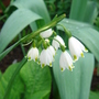 Spring Snowflake - April 2008 (Leucojum vernum (Spring snowflake))