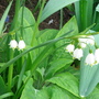 Spring Snowflake in the border - April 2008 (Leucojum vernum)