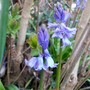 Spring Bluebells (Hyacinthoides non-scripta)