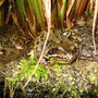 Frogs