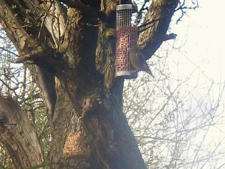 Siskin and Greenfinch.