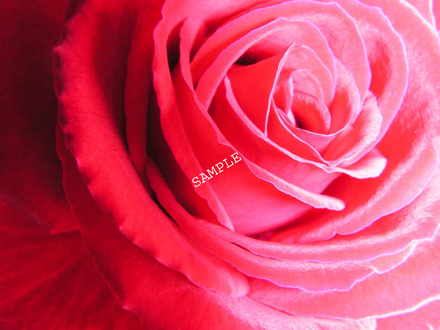 Rose Queen
