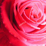Pict0001_crop_red_1_sample