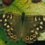 Speckled Wood close-up