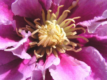 clematis