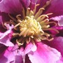 Pict6680_crop_sharpen