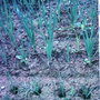 Leeks. (A. ampeloprasum)