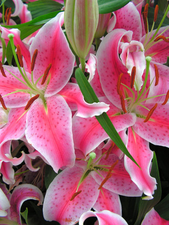 stargazer