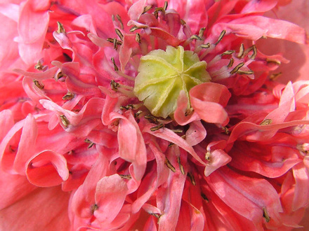 poppy