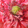Pict0026_crop