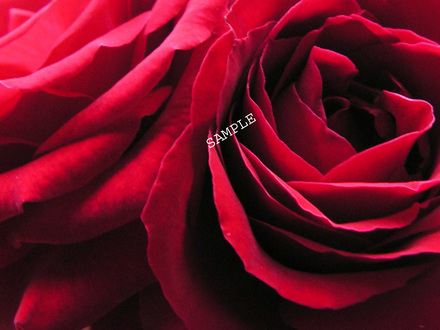 red dessert