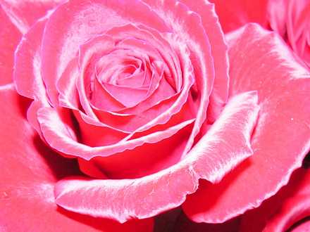 misty pink