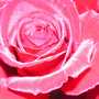 Pict0013_crop