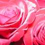 Pict0015_crop