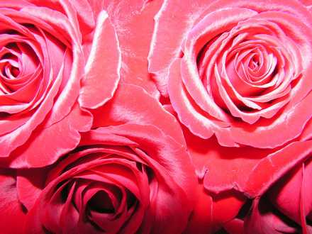 rose delight