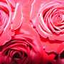 rose delight
