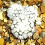 Mammillaria 'Snowcap' (Mammillaria 'Snowcap')