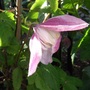 Clematis alpina 'Jacqueline du Pre' (Clematis alpina (Alpina Group clematis))