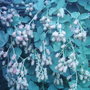 Cultivated Blackberry, (Rubus, rose family)