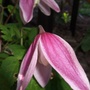 Clematis alpina 'Jacqueline du Pre' (Clematis alpina (Alpina Group clematis))