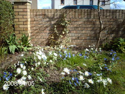 Anemone blanda 'White Splendour' (Anemone blanda)