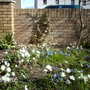 Anemone blanda 'White Splendour' (Anemone blanda)