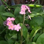 Pink_myosotis
