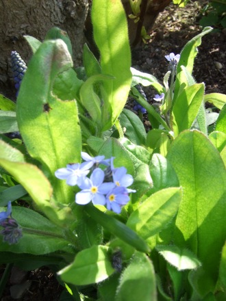 Blue Forget-me-nots (Myosotis alpestris (Alpine Forget-me-not))