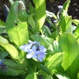 Blue_myosotis