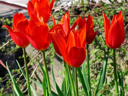 Tulips