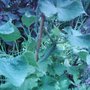 Cucumber. (Cucurbitaceae. )