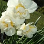 Narcissus 'Cheerfulness' (Narcissus 'Cheerfulness')