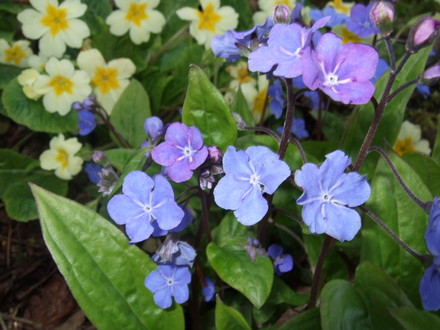 Primroses and 'Cherry Ingram' (Omphalodes cappadocica)