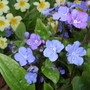 Primroses___cherry_ingram