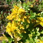 Rhodiola
