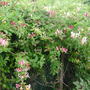 2_honeysuckles