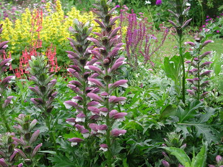 Acanthus (Acanthus spinosus)